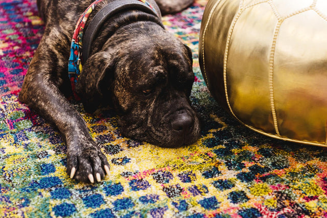 Multicolor 10' 6 x 16' 5 Chromatic Palace Area Rug 100% Polypropylene With Cotton Backing Abstract Modern Colorful Carpet Mat for Home Decor & Interior Design for Sale at Rug Engine